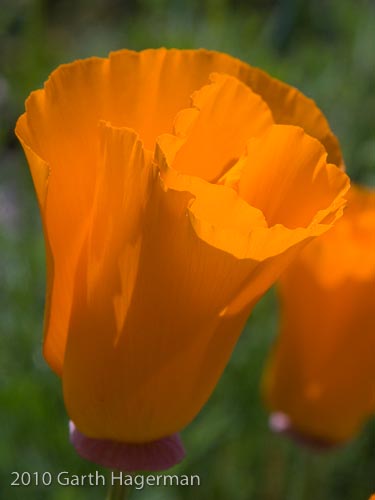 poppy blossom