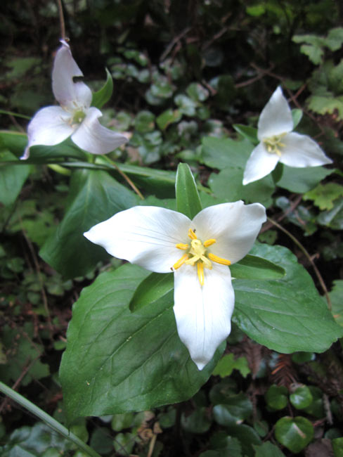 trillium